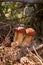 Triple porcini mushroom grows in pine tree forest at autumn season