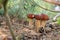 Triple porcini mushroom grows in pine tree forest at autumn season