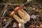 Triple porcini mushroom grows in pine tree forest at autumn season