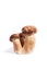 Triple porcini mushrooms known as boletus edulis isolated on white background