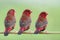 Triple red brids with white spots and brown wings perching together on thin grass branch expose over bright green background