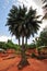 Triple Stalk Palm Tree