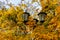 Triple street lamp in a thicket of maple trees with yellow autumn