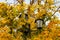 Triple street lamp in a thicket of maple trees with yellow autumn