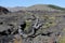 Triple twist tree - craters of the moon, idaho usa