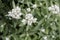 Triple-veined pearly everlasting Anaphalis triplinervis close-up white inflorescence