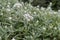Triple-veined pearly everlasting Anaphalis triplinervis, white flowering shrubs