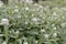 Triple-veined pearly everlasting Anaphalis triplinervis white flowers