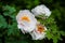 Triple white peony flowers in the garden