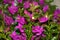 triplet flower or veranera purple flowers
