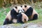 Triplet giant pandas are playing