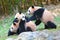 Triplet giant pandas are playing