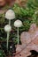 A triplet of small white mushrooms together