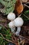 A triplet of white mushrooms together