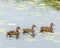 Triplets of Lamarche, Juvenile Mallard Ducks on Lac des Habitants, Quebec, Canada