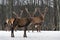 Triplets. Three Red Deer Cervus Elaphus, Cervidae,.Majestic Adult Animal In Winter Forest, Belarus. Wildlife Animal Scene From