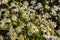 Tripleurospermum indorum, scentless false mayweed, scentless mayweed, scentless chamomile, wild chamomile, mayweed, false