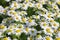 Tripleurospermum inodorum. Abundant flowering chamomile odorless on the Yamal Peninsula in Russia