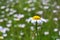 Tripleurospermum inodorum (scentless false mayweed, scentless mayweed, wild chamomile) close-up in a