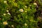 Tripleurospermum inodorum, wild chamomile, mayweed, false chamomile, and Baldr\\\'s brow,