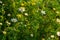 Tripleurospermum inodorum, wild chamomile, mayweed, false chamomile, and Baldr\\\'s brow