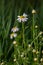 Tripleurospermum inodorum, wild chamomile, mayweed, false chamomile, and Baldr\\\'s brow