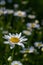 Tripleurospermum inodorum, wild chamomile, mayweed, false chamomile, and Baldr\\\'s brow,