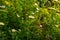 Tripleurospermum inodorum, wild chamomile, mayweed, false chamomile, and Baldr\\\'s brow