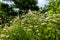 Tripleurospermum maritimum Matricaria maritima is a species of flowering plant in the aster family commonly known as false mayweed