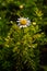 Tripleurospermum maritimum Matricaria maritima is a species of flowering plant in the aster family commonly known as false mayweed