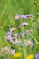 Tripolium pannonicum, called sea aster