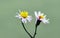 Tripolium pannonicum, sea aster