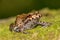 Triprion spinosus, also known as the spiny-headed tree frog,