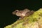Triprion spinosus, also known as the spiny-headed tree frog, spiny-headed treefrog,