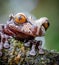 Triprion spinosus or Coronated Tree Frog, a species of amphibian of Costa Rica