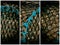 Triptych Storyboard of Turquoise Rope on Black Mesh of a Lobster Pot