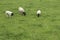 Trisome sheep feeding on a meadow