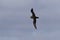 Tristan White-chinned Petrel albatross 1