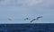 Tristanalbatros, Tristan Albatros, Diomedea dabbenena