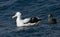 Tristanalbatros, Tristan Albatross, Diomedea dabbenena