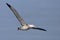 Tristanalbatros, Tristan Albatross, Diomedea dabbenena