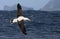 Tristanalbatros, Tristan Albatross, Diomedea dabbenena