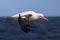 Tristanalbatros, Tristan Albatross, Diomedea dabbenena