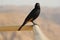 Tristram`s starling look, Massada, Israel