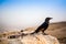 Tristram\'s Starling in Masada, Israel