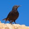 Tristram`s starling standing among Masada in Judean Desert in Israel