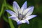 Triteleia laxa flower