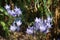 Triteleia laxa `Queen fabiola` bloom in July in the garden. Triteleia laxa  is a triplet lily. Berlin, Germany