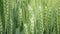 Triticale fields wheat hybrid Triticum rye Secale first bred mature bio organic ear class, pawheat, grown extensively