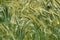 Triticale (Triticum x Secale) crops